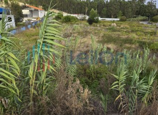 PRÉDIO RUSTICO SITUADO EM RELVA GRANDE COM ÁREA TOTAL DE 650 M2 COMPOSTO POR “TERRA DE VINHA COM OLIVEIRAS” | PRÉDIO RUSTICO SITUADO EM RELVA GRANDE COM ÁREA TOTAL DE 290 M2 