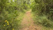 TERRENO DE PASTAGEM COM OLIVEIRAS, PINHAL E MATO COM 13.000 m2