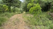 TERRENO DE PASTAGEM COM OLIVEIRAS, PINHAL E MATO COM 13.000 m2