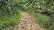 TERRENO DE PASTAGEM COM OLIVEIRAS, PINHAL E MATO COM 13.000 m2