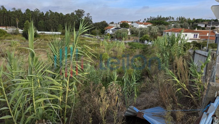 PRÉDIO RUSTICO SITUADO EM RELVA GRANDE COM ÁREA TOTAL DE 650 M2 COMPOSTO POR “TERRA DE VINHA COM OLIVEIRAS”